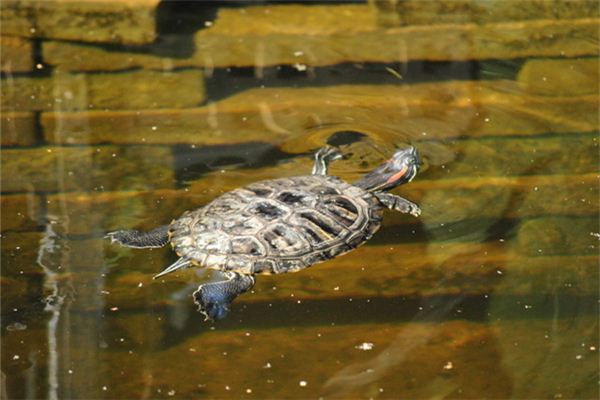 Soñar con una tortuga nadando en el agua significa