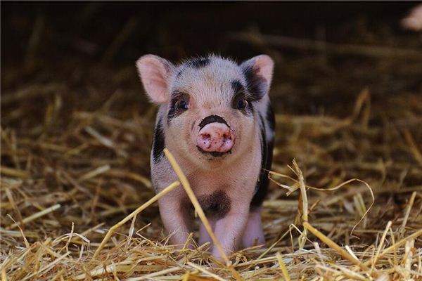 El significado de soñar con tu esposa sosteniendo un cerdo