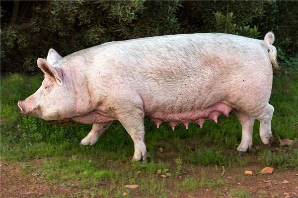 El significado de soñar con un cerdo tan grande como un revendedor que entra corriendo a la casa