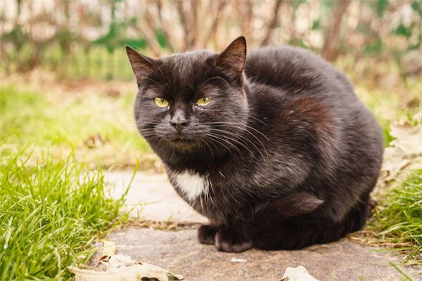 El significado de soñar con un gato negro cubierto de sangre