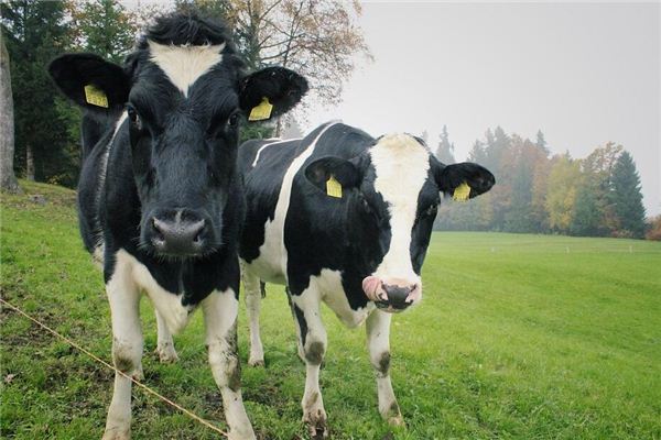 El significado de soñar con dos vacas peleando