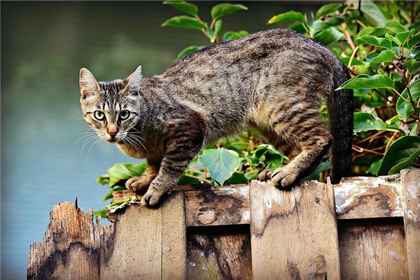 El significado de soñar con un grupo de gatos persiguiéndome