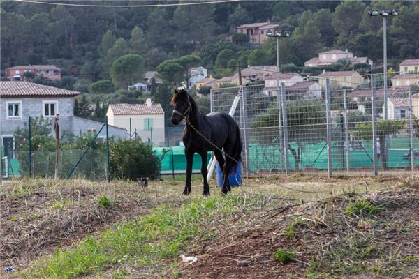 El significado de soñar con caballos atados al patio