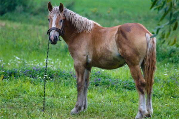 Soñar con el significado de joyas o artículos de caballos