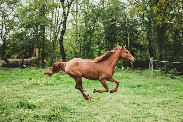 El significado de soñar con caballos cerca