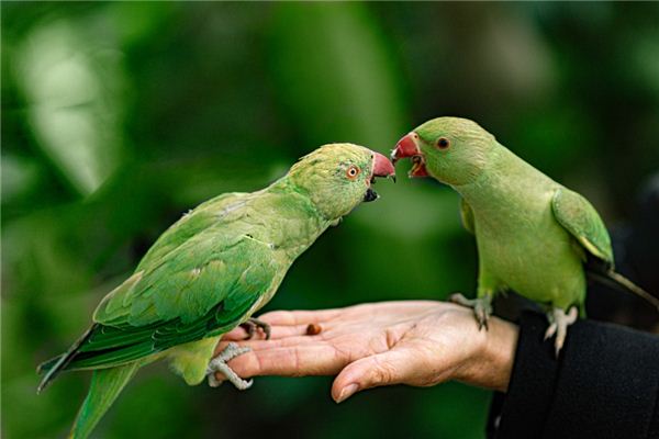 Soñando con el significado de las bestias y los pájaros