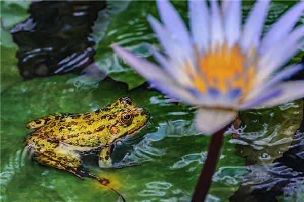 El significado de soñar con sapo blanco