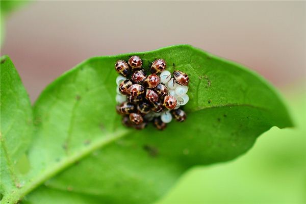 El significado de soñar con huevos de insectos