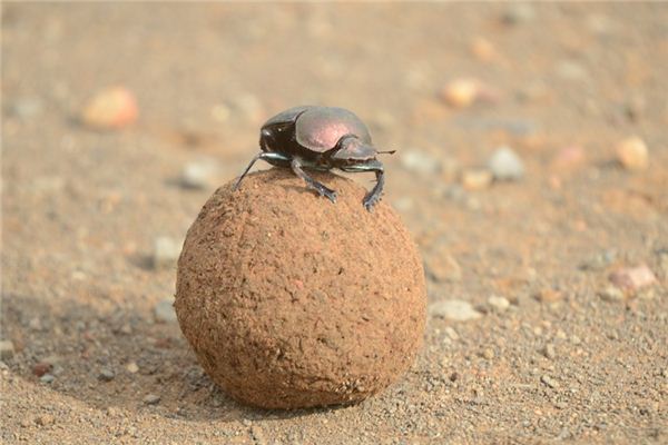 El significado de soñar con escarabajos peloteros