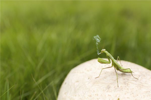 El significado de soñar con mantis religiosa