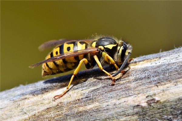 El significado de una avispa en un sueño.