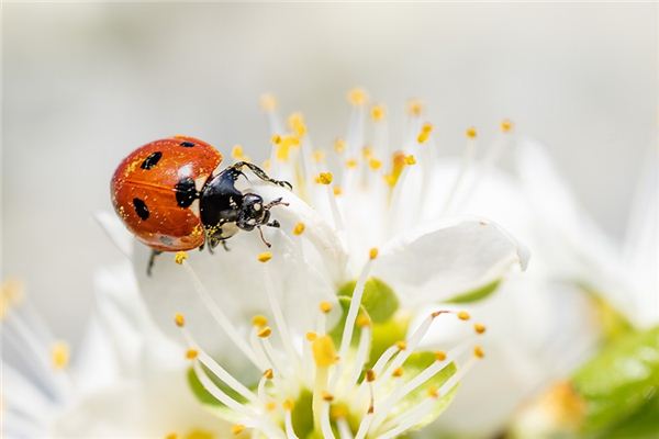 El significado de soñar con mariquita