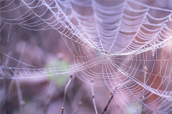 El significado de soñar con telarañas