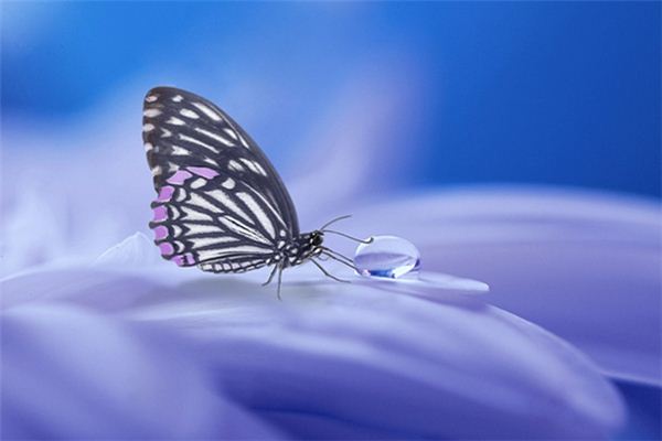 El significado de soñar con la muerte de las mariposas
