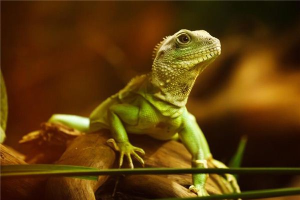 El significado de soñar con un lagarto que se arrastra