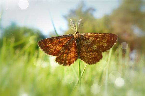 El significado de soñar con polilla de la lámpara