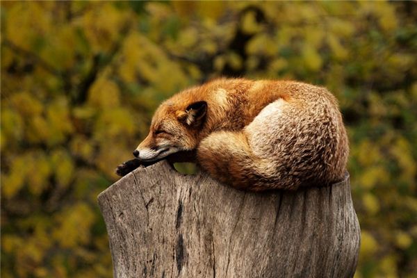 El significado de soñar con animales