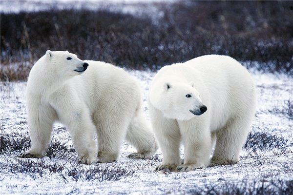 El significado de soñar con osos polares