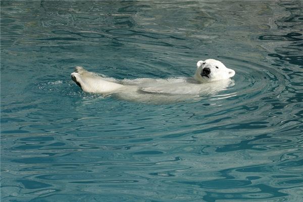 El significado de soñar con un oso desafortunado