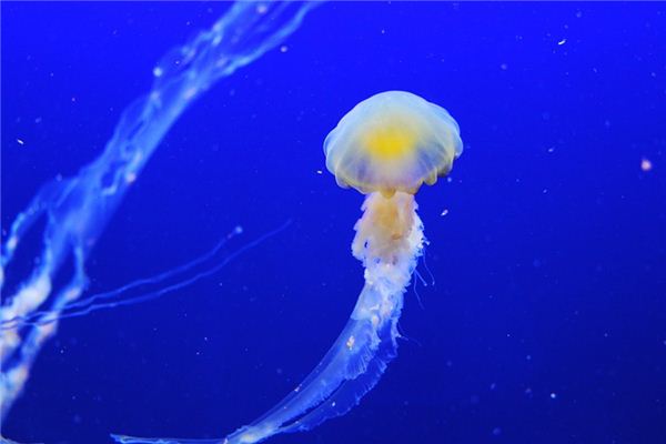 Soñando con el significado de medusas