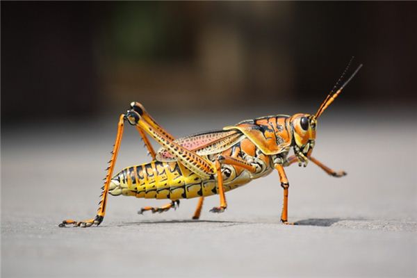 Soñando con el significado de saltamontes