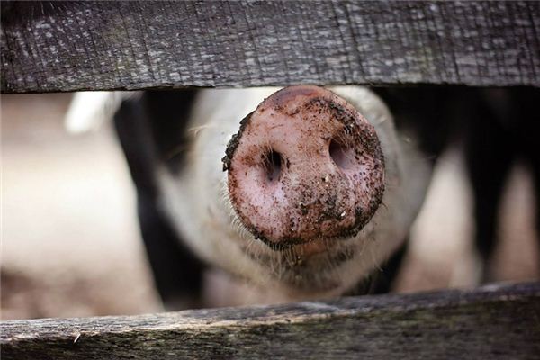 El significado de soñar con boca de cerdo