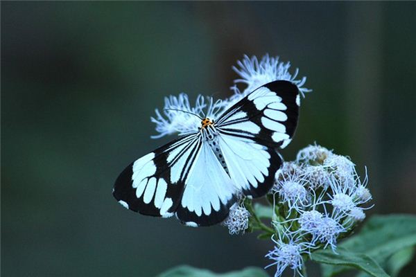 El significado de soñar con polilla blanca.