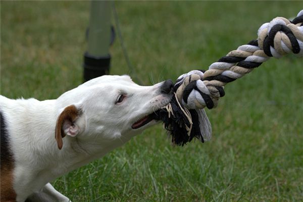 El significado de soñar con un perro que le muerde la mano