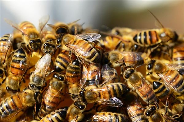 Soñando con el significado de colonia de abejas