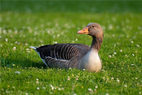 El significado de soñar con ganso y pato.