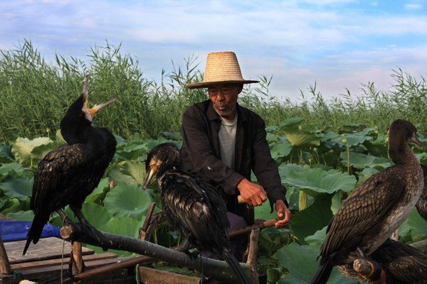 El significado de soñar con águila pescadora