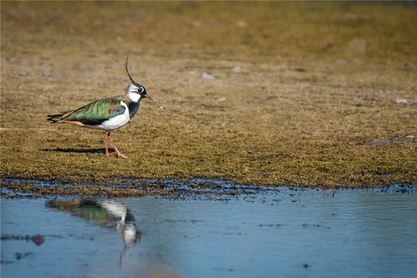 El significado de soñar con pato real