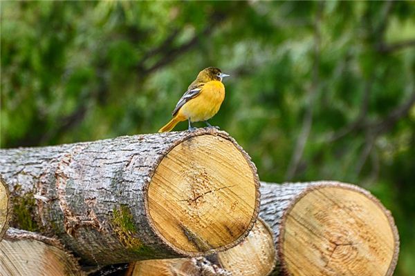 Soñando con el significado de oriole