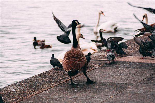 El significado de soñar con gallinas, patos y gansos