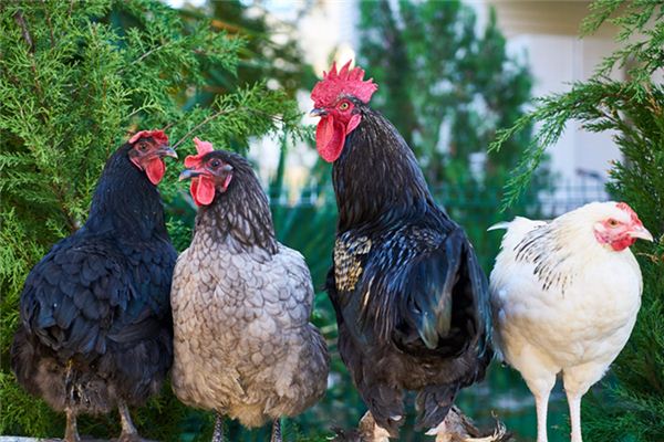 El significado de soñar con gallinas y perros