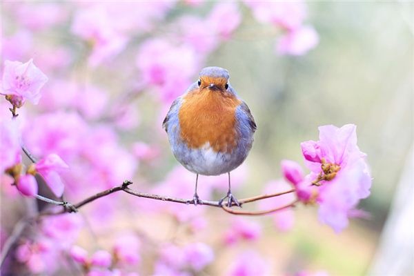 El significado de soñar con el canto de los pájaros