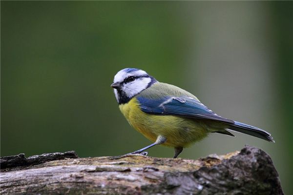 El significado de soñar con un pájaro.