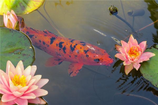 El significado de soñar con peces de colores
