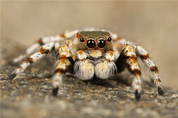 El significado de soñar con grandes arañas