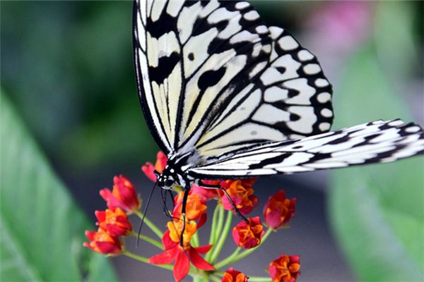 El significado de soñar con mariposas blancas