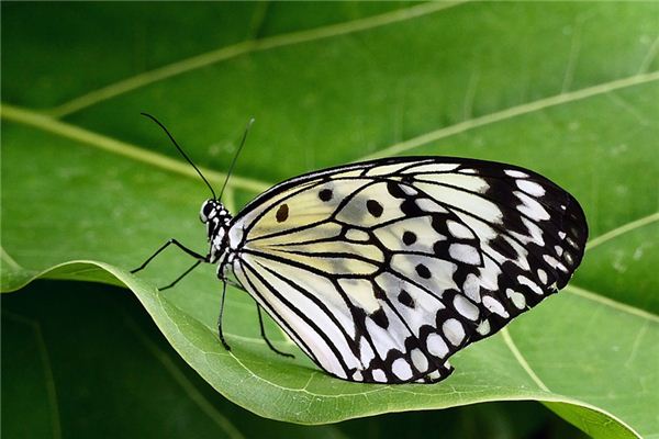 El significado de soñar con mariposas negras