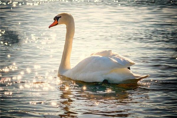 Soñando con el significado de cisne vagando por el lago