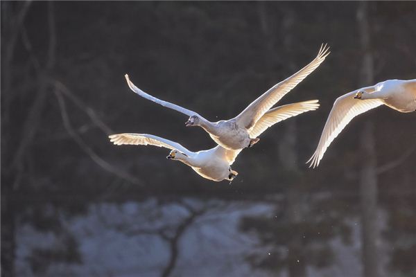 El significado de soñar con cisne volando en el cielo