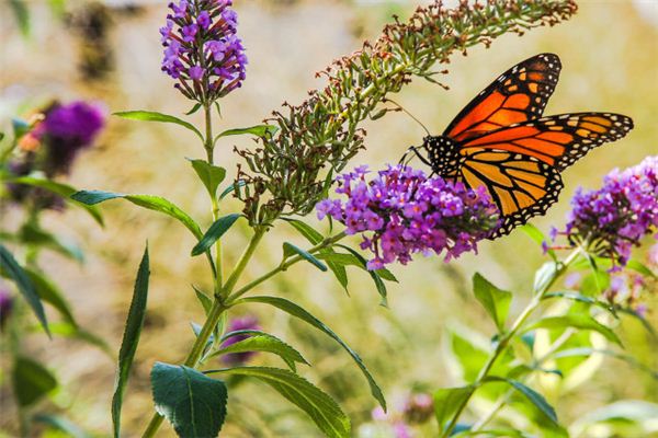 El significado de soñar con mariposas volando en las flores