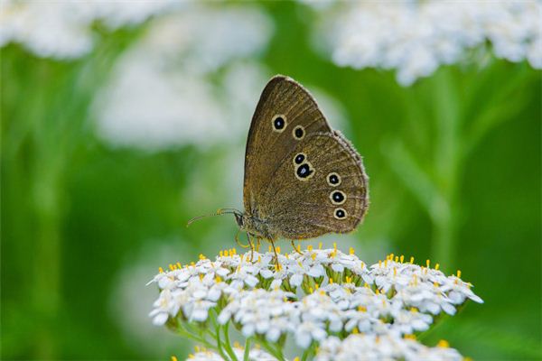 El significado de soñar con una mariposa con las alas rotas