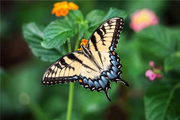 El significado de soñar con mariposas cayendo sobre tu cabeza