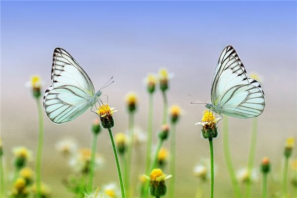 Soñar con el significado de cazar mariposas