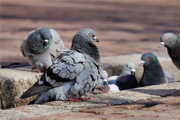 Soñar con el significado de criar palomas