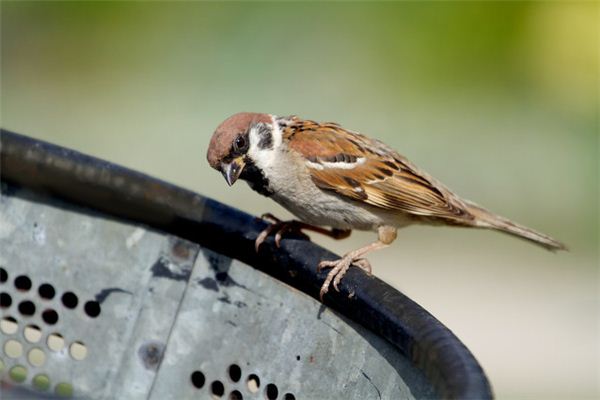 El significado de soñar con gorriones comiendo insectos