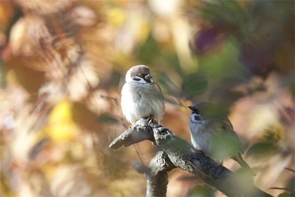 Soñando con un cazador de pájaros atrapando un gorrión